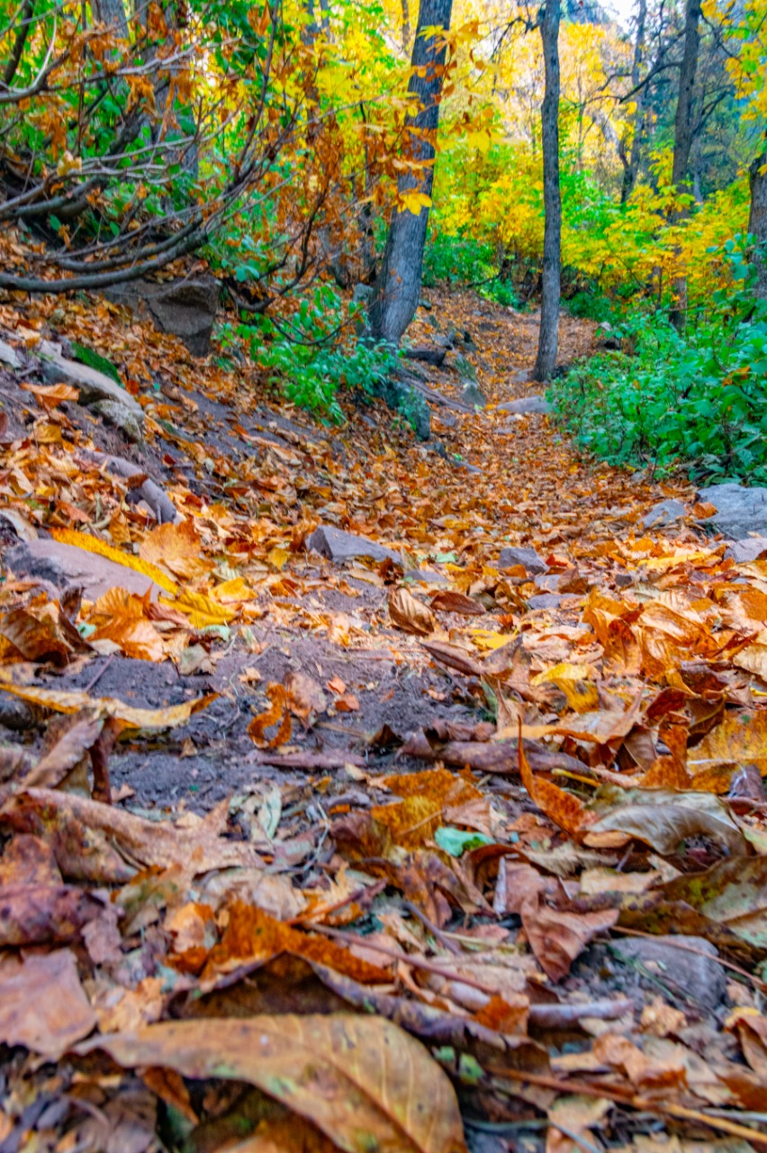 Naranag trail in autumn