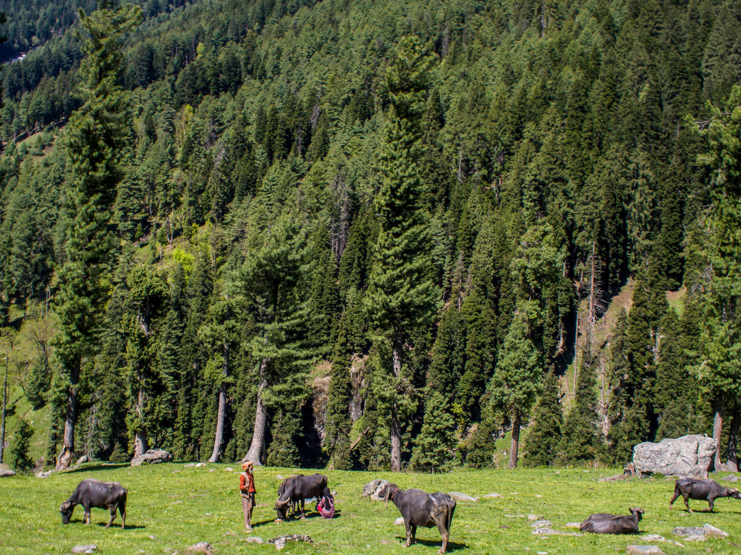 gurjar-with-cattle-lidder-valley