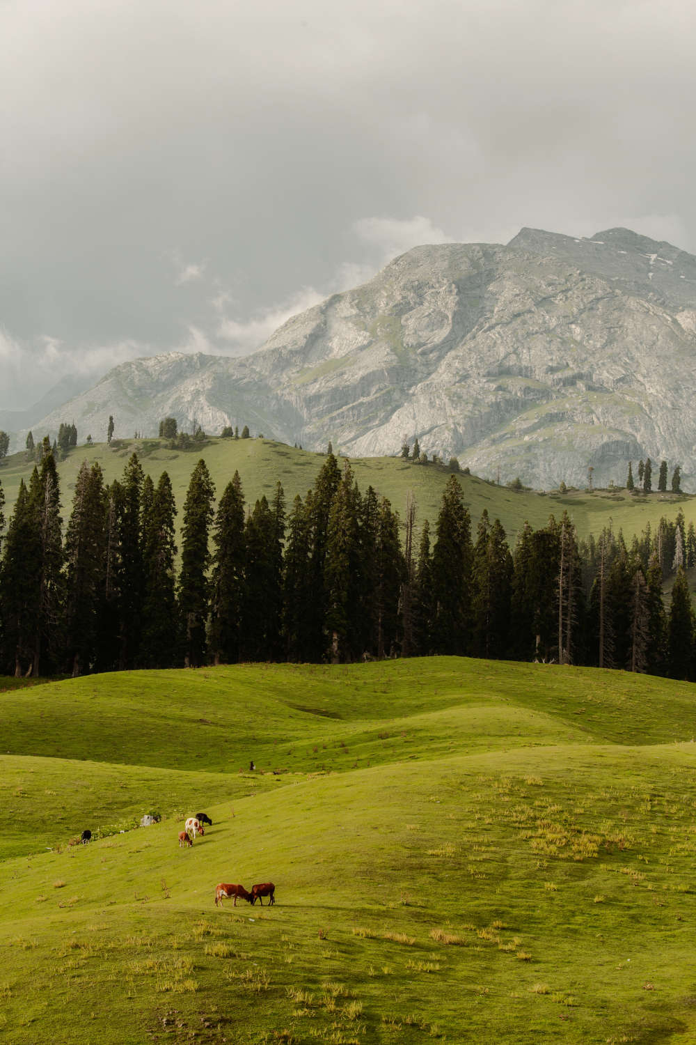 Nafran Valley Trek