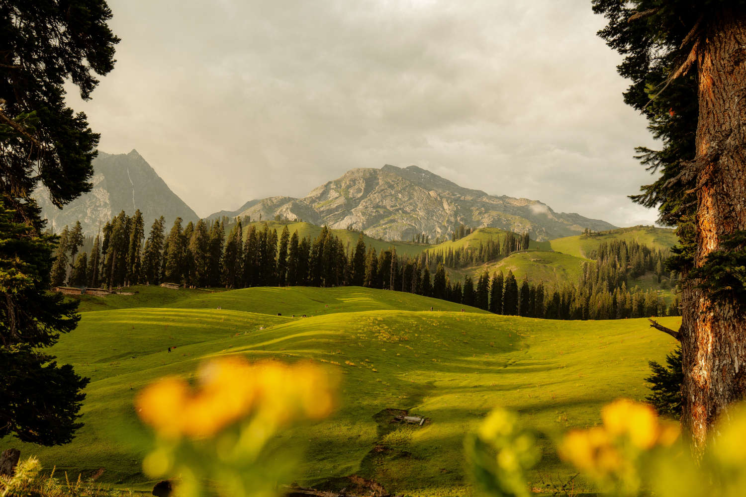 Nafran Valley Trek