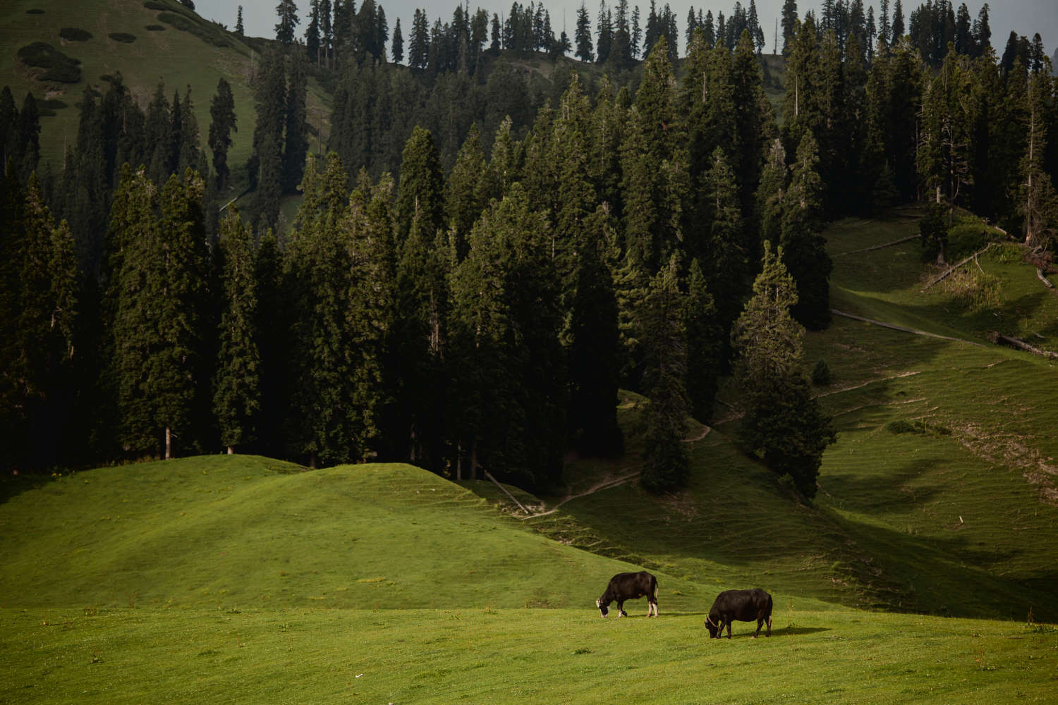 Nafran Valley Trek