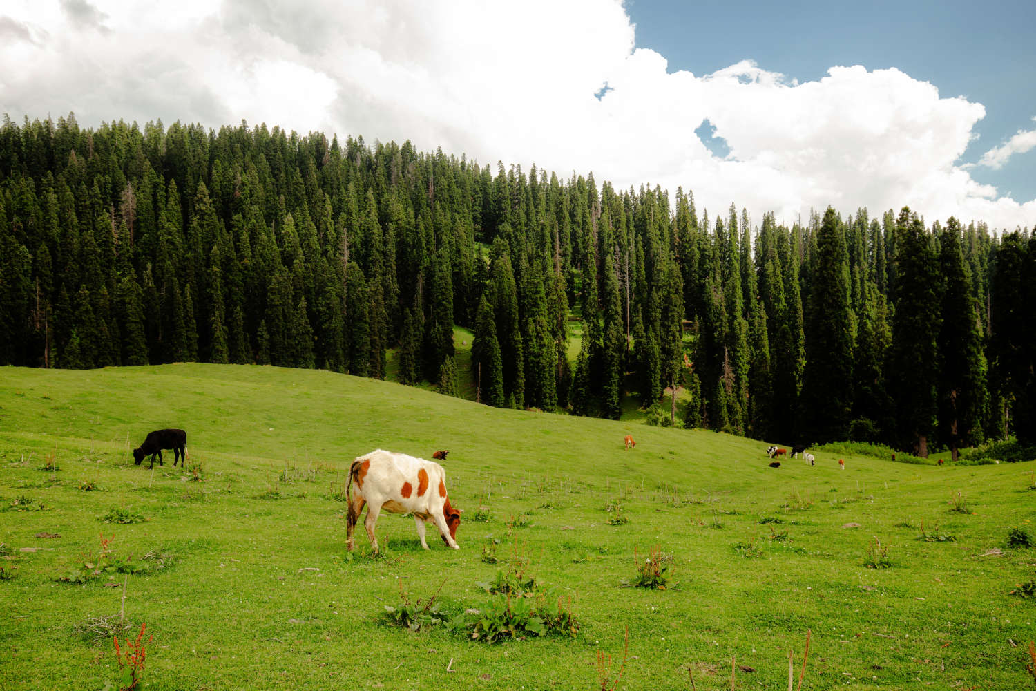 Nafran Valley Trek